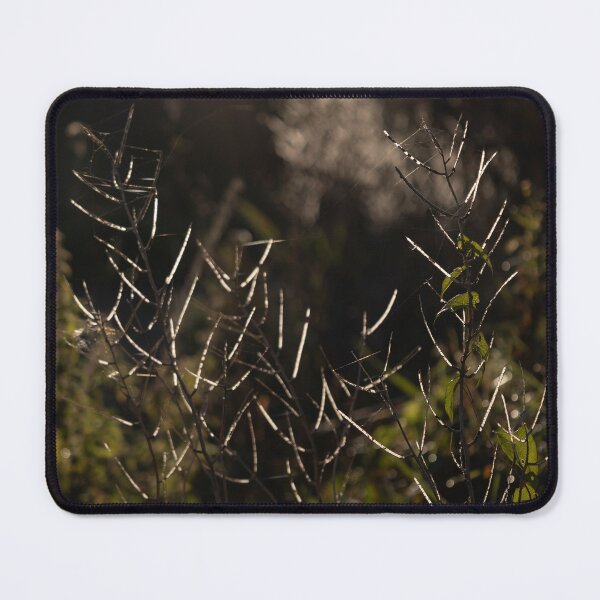 Item preview, Plant in Backlight designed and sold by Calidris Fotografie Steffi & Ben Köppler.