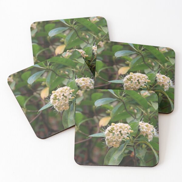 Item preview, A flower blooms Tembusu on its tree, yellow flowers (Fagraea,Cyrtophyllum )Anan, Anama  designed and sold by MiMee4451.