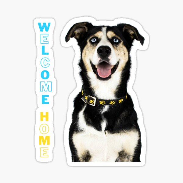 Welcome Home Blue Eyed Alaskan Husky Sticker