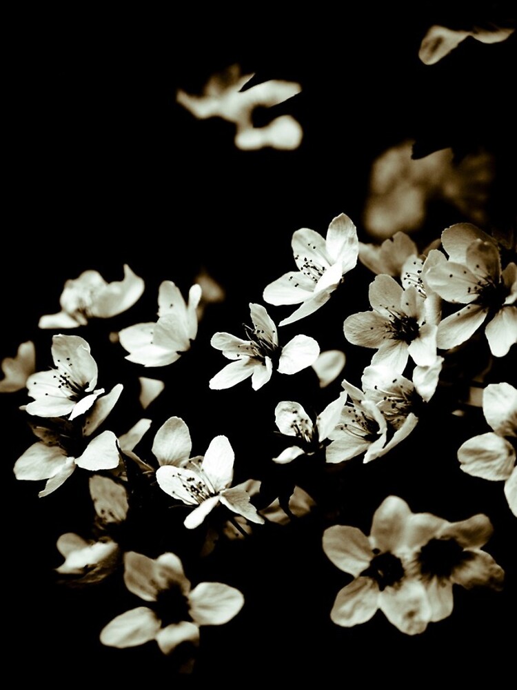 Plum Blossoms by gardenpictures