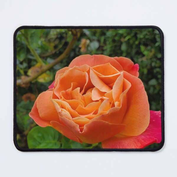 Item preview, Orange Rose designed and sold by Vicki Spindler (VHS Photography).