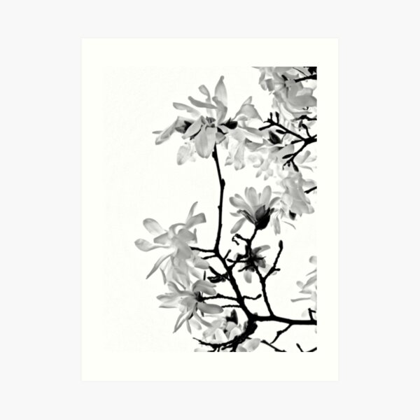 Star Magnolia Trellis 9165 Black and White Art Print