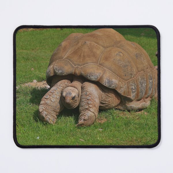 Item preview, Giant Tortoise designed and sold by lezvee.