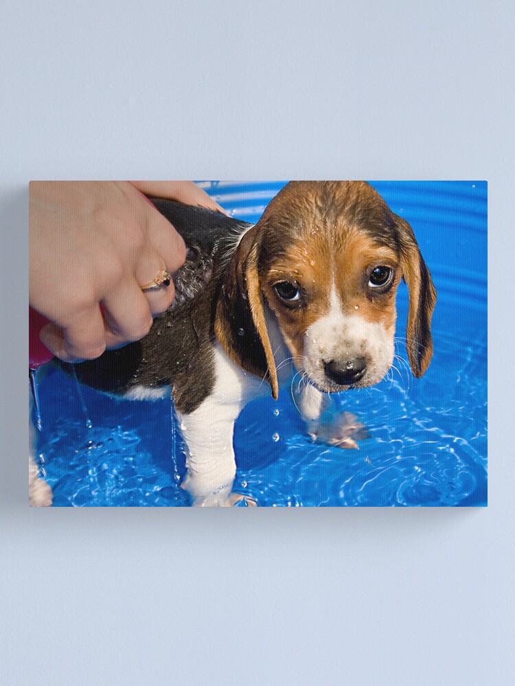 Thumbnail 1 of 3, Canvas Print, Puppy's First Bath designed and sold by believer9.