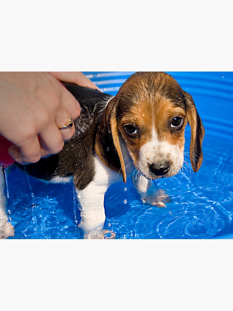 Thumbnail 3 of 3, Canvas Print, Puppy's First Bath designed and sold by believer9.