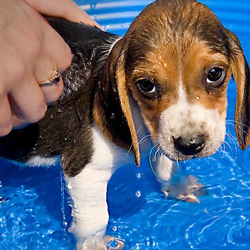Artwork thumbnail, Puppy's First Bath by believer9