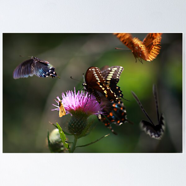 Butterflies! Poster