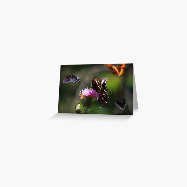 Butterflies! Greeting Card