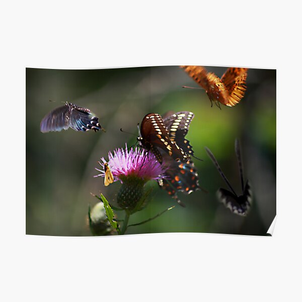 Butterflies! Poster