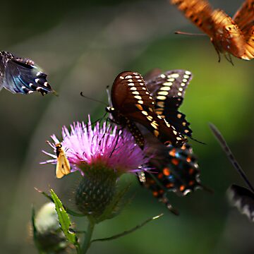 Artwork thumbnail, Butterflies! by believer9