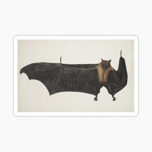 Item preview, Vintage Indian Fruit Bat Illustration (1782) designed and sold by BravuraMedia.