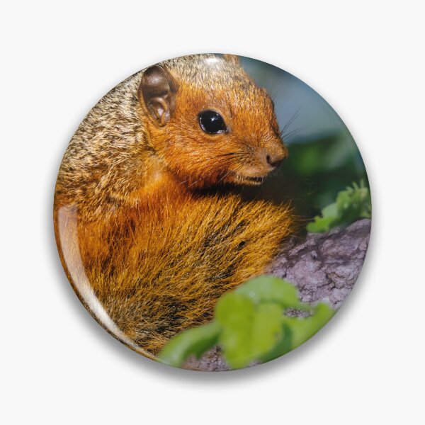 Item preview, African Red-Tailed Squirrel designed and sold by Zeanana.