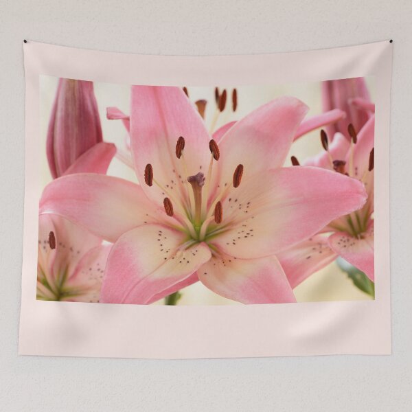 Item preview, Lilium  'Rosella's Dream'  Asiatic lily   designed and sold by Chris Burrows.