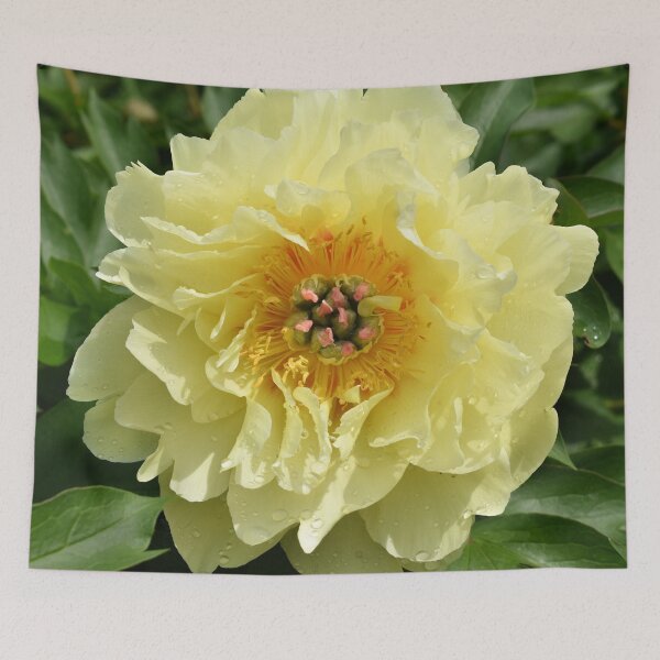 Item preview, sunlit peony designed and sold by okomedesign.