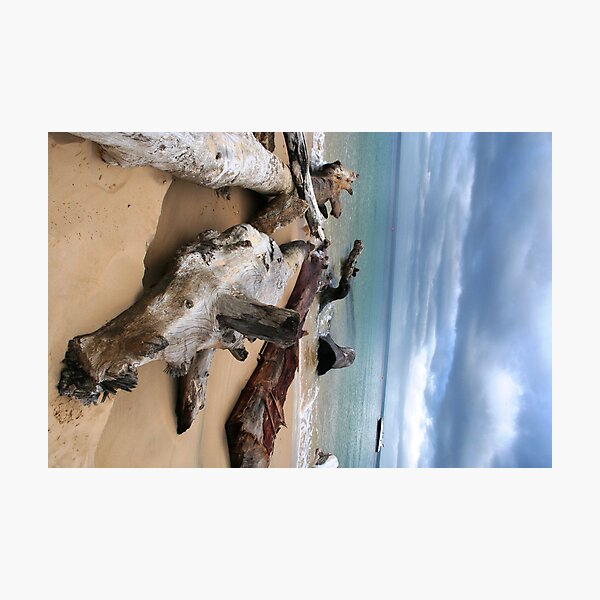 Weathered logs Photographic Print