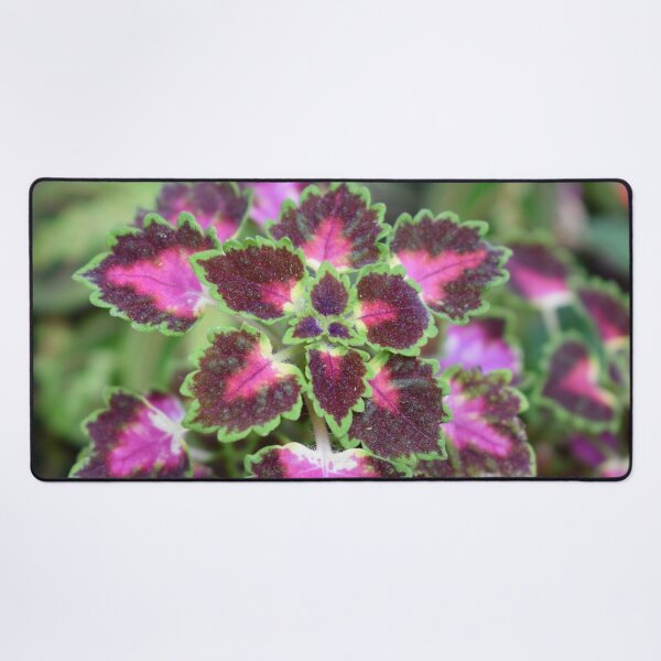 Item preview, Coleus Mosaic designed and sold by okomedesign.