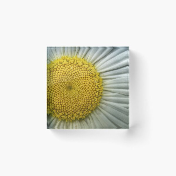 Item preview, Daisy Face designed and sold by Jason Tompkins.