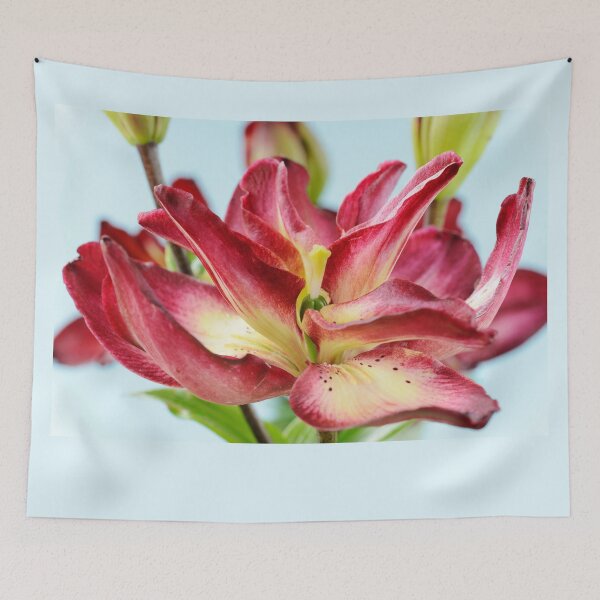 Item preview, Lilium  'Double Sensation'   Double Asiatic lily  designed and sold by Chris Burrows.