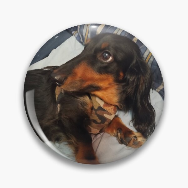 Item preview, Arlo, the Pet Dachshund (Doxen) | Dog Art Photography designed and sold by BrandoCafe.