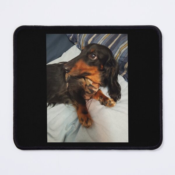 Item preview, Arlo, the Pet Dachshund (Doxen) | Dog Art Photography designed and sold by BrandoCafe.