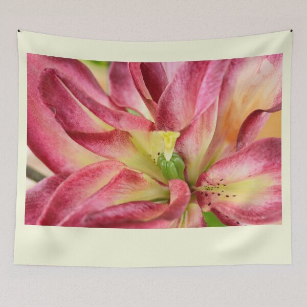 Item preview, Lilium  'Double Sensation'   Double Asiatic lily  designed and sold by Chris Burrows.