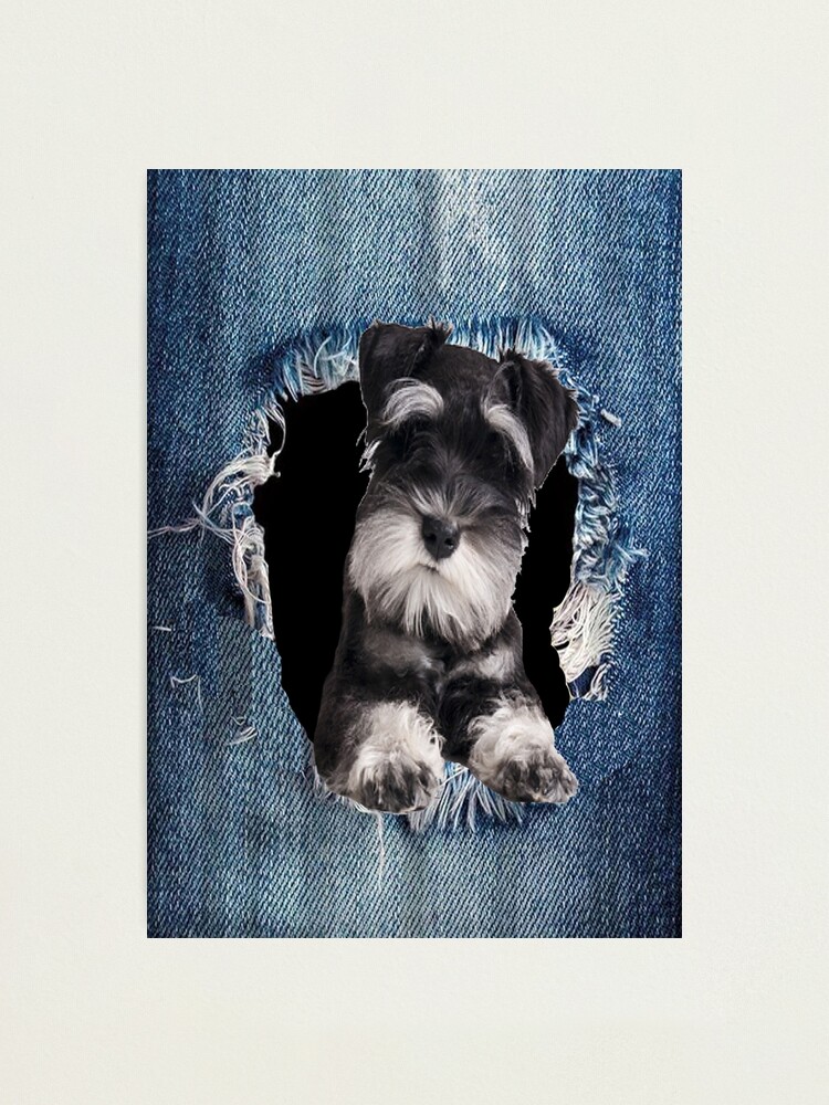 best clippers for miniature schnauzer