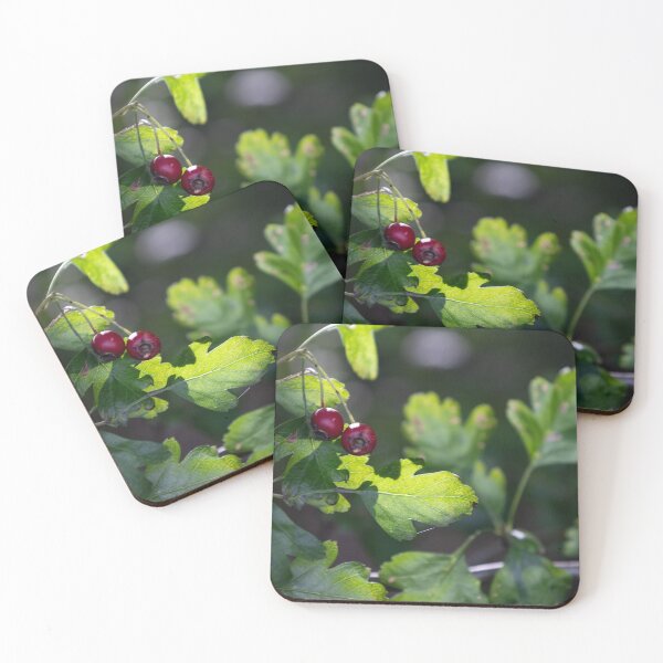 Item preview, Woodland Hawthorn designed and sold by Calidris Fotografie Steffi & Ben Köppler.