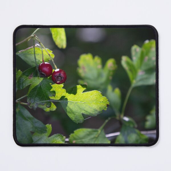 Item preview, Woodland Hawthorn designed and sold by Calidris Fotografie Steffi & Ben Köppler.