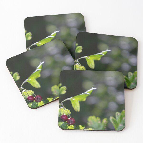 Item preview, Woodland Hawthorn designed and sold by Calidris Fotografie Steffi & Ben Köppler.