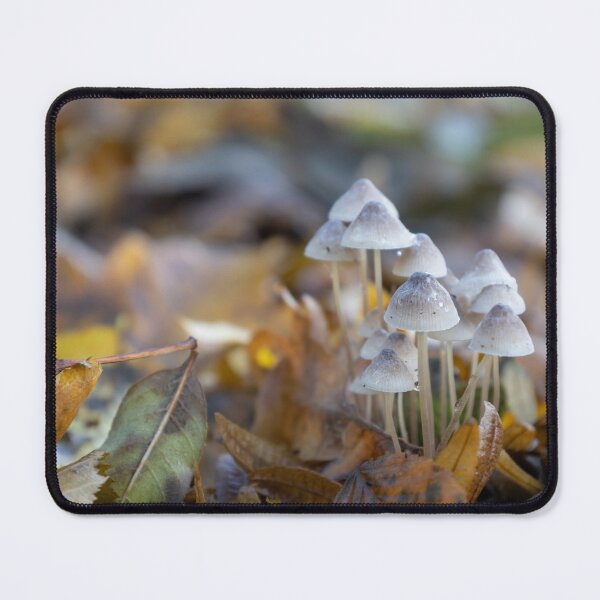 Item preview, Group of Mushrooms designed and sold by Calidris Fotografie Steffi & Ben Köppler.