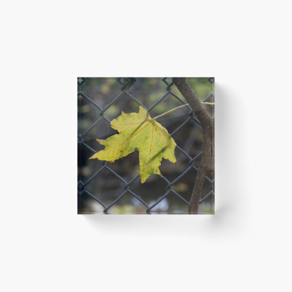 Item preview, Leaf Caught in a Fence designed and sold by Calidris Fotografie Steffi & Ben Köppler.