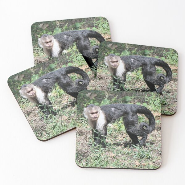 Item preview, vr 3575- 3/ finition 2023  singes : les Capucins à épaule blanches -  Okaio Créations Olavia-Olao designed and sold by o.okaïo.