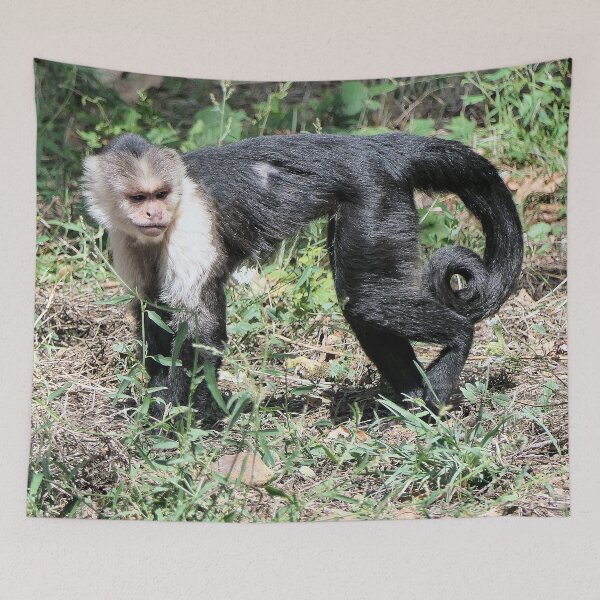 Item preview, vr 3575- 3/ finition 2023  singes : les Capucins à épaule blanches -  Okaio Créations Olavia-Olao designed and sold by o.okaïo.