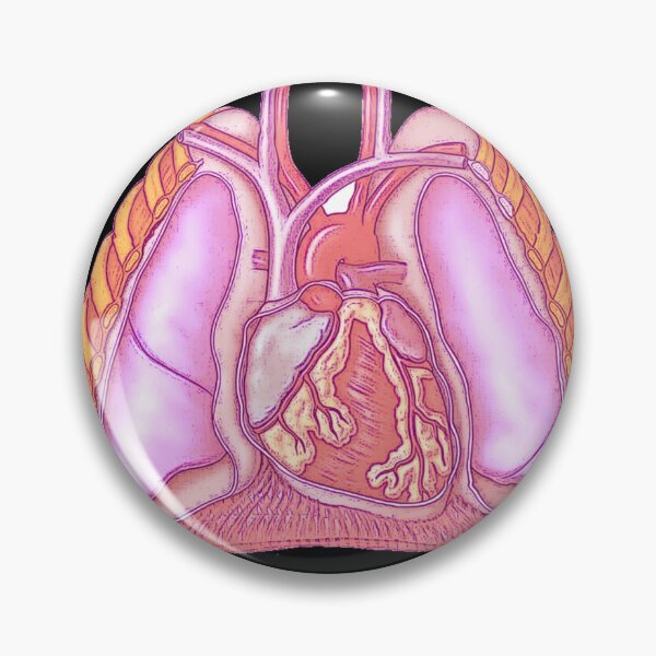 Item preview, Anatomy of the thoracic cavity  designed and sold by Boby Karnlen.
