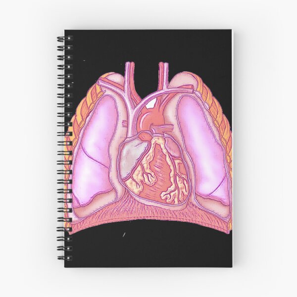 Item preview, Anatomy of the thoracic cavity  designed and sold by Boby Karnlen.