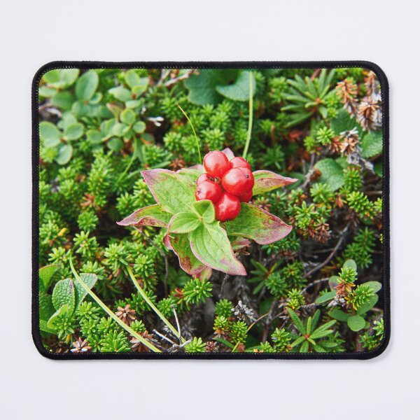 Item preview, "Дёрен шведский" "dwarf cornel or bunchberry" designed and sold by Andreas Koerner.