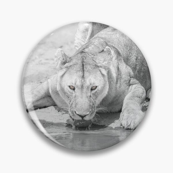 Item preview, Wary Lion Drinking Tanzania Africa designed and sold by PhotoArt by Joan Carroll.