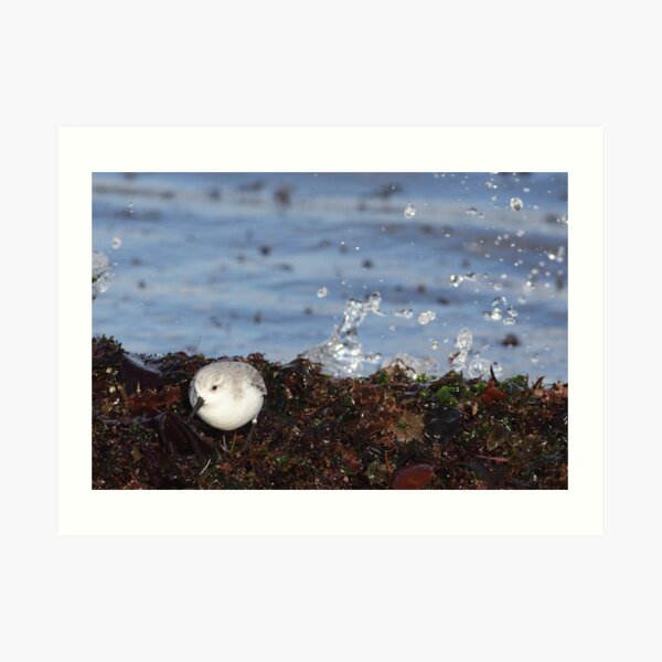 Splash (Sanderling) Art Print