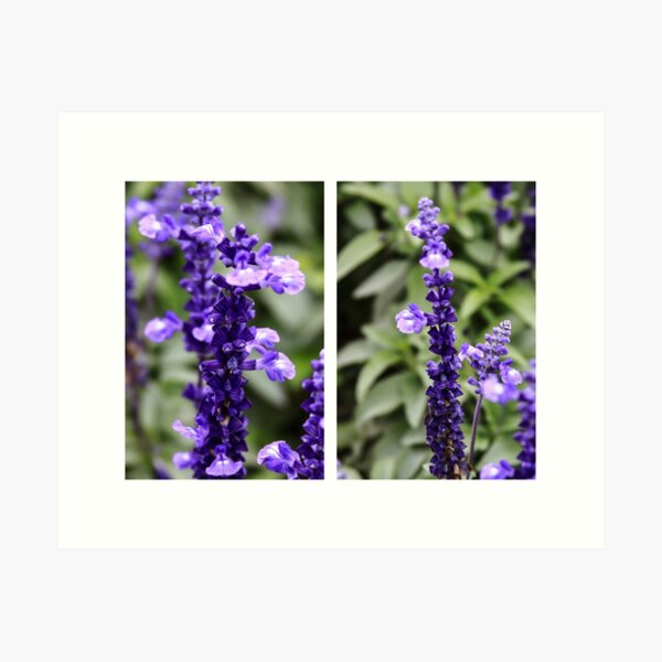 Sage Flowers Diptych Art Print