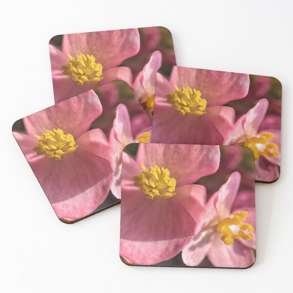 Item preview, Begonia designed and sold by Jason Tompkins.