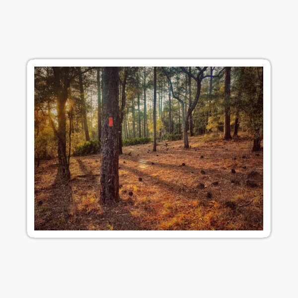 Aperçu de l'œuvre Flamme orange créée et vendue par Jason Tompkins.