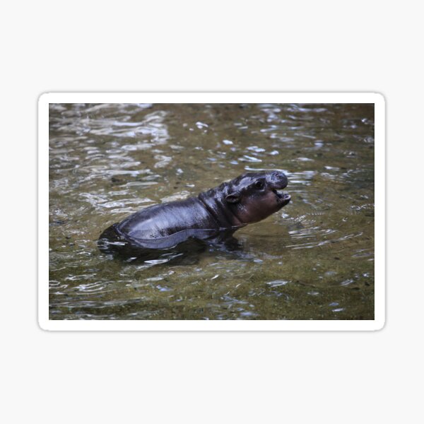 Hip Hip Hippo! Sticker