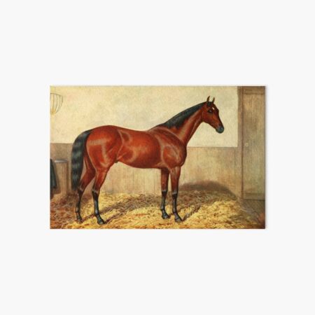 Item preview, Vintage Stabled Horse Illustration (1905) designed and sold by BravuraMedia.