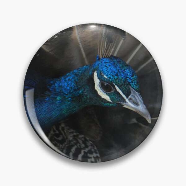 Item preview, Preening Peacock  designed and sold by LJarts.
