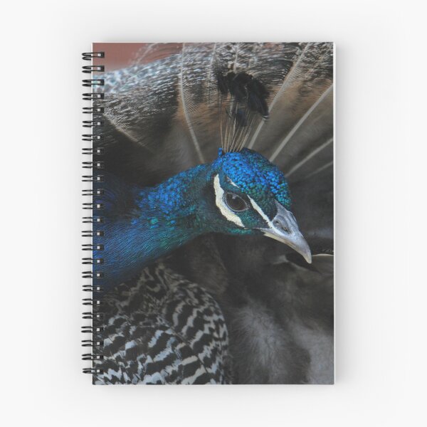 Item preview, Preening Peacock  designed and sold by LJarts.