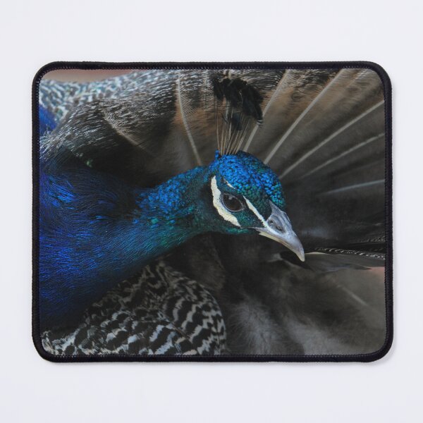Item preview, Preening Peacock  designed and sold by LJarts.