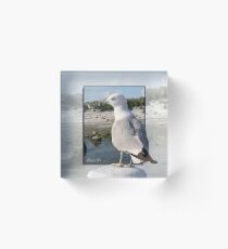 Gull on the Outside ~ Looking Back Acrylic Block