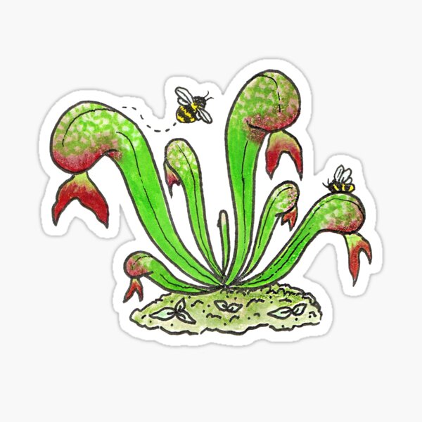 Item preview, Cobra Lily (Darlingtonia californica) designed and sold by Auden Heitzler.