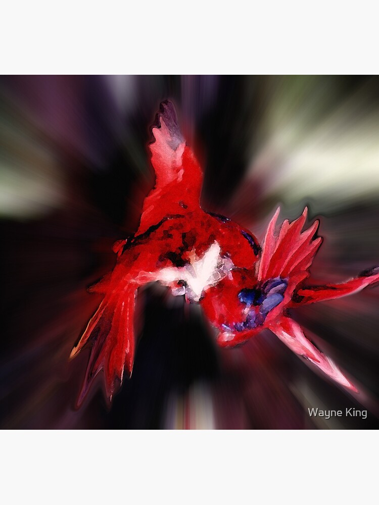 Lories Dance by waynedking