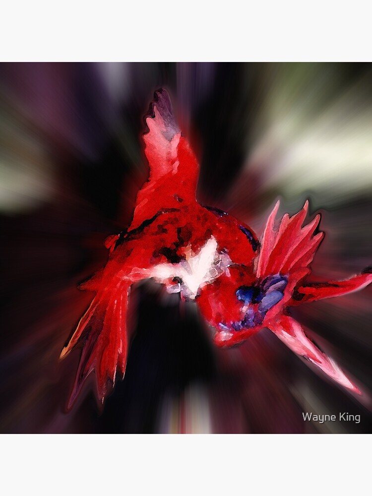 Lories Dance by waynedking